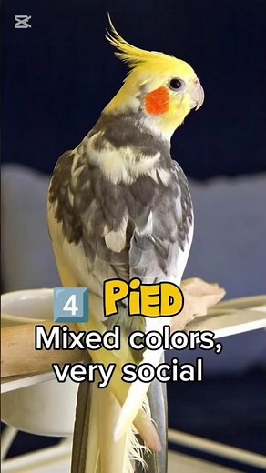 Top 5 Cockatiel Types for Beginners! 🦜