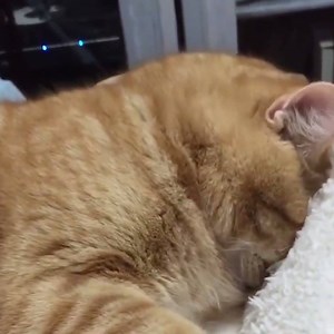 Trying to wake me up this morning like...😾 | Tyla