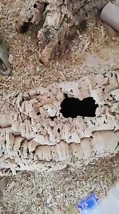 15K views · 277 reactions | #ReptileHunter Hydrodynastes gigas © Santi Mantis | Reptile Hunter | Facebook