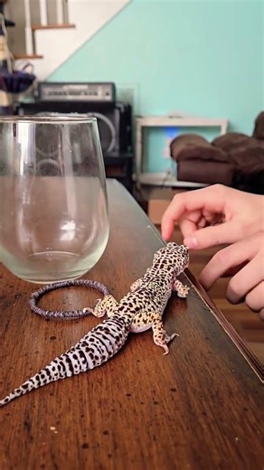 silly leopard geckooo #animals #silly #leopardgecko #music #alt #random #draft #shorts #viral