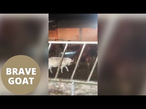 Watch as a goat goes head to head with a bull on farm