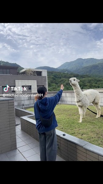 萌獸樂園中的小可愛羊駝 麥可
