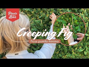 Covering an ugly wall with climber Ficus pumila minima - How to grow your creeping fig.