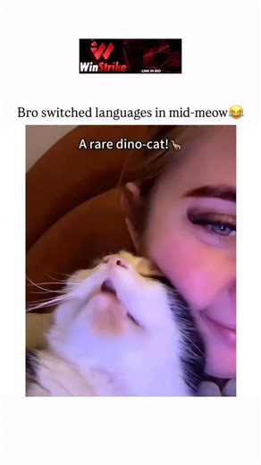 Memeowverse on Instagram: "This video is a lighthearted compilation of various cats making unique, often funny, vocalizations or being placed in humorous situations that mimic other animals or objects. It begins with a cat making a rhythmic, raspy sound that sounds remarkably like a dinosaur’s roar, while its owner laughs. This is followed by a cat being “squished” and making a sound that sounds like a cartoon bomb exploding, complete with a “boom” sound effect. Next, we see a cat being gently s