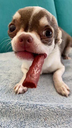 Mini Chivava Dog Funny Video Compilation