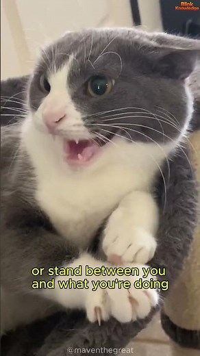 Why Do Cats Get Jealous? 😼❤️ Explained Simply