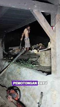 Proses Penyulingan Daun Nilam Menjadi Minyak Nilam Asli Indonesia | Patchouli Oil Distillation