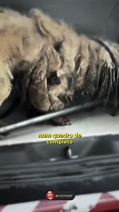 EMOCIONANTE! O poder do amor! Uma história que comoveu o Brasil com um final pra lá de emocionante! Obrigado à amiga Stefani da apa_fortaleza por todo carinho e cuidado com o Scooby! | Célio Studart