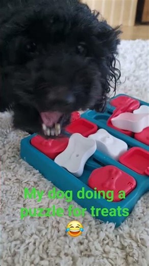 luna doing a puzzle #cockapoos #puppy #cute #dogshorts
