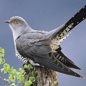 Leo Brouwer, Sonata No. 1