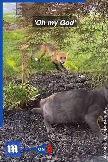 It's safe to say these two aren't ever going to be friends... 😱😾 Additional clip via ViralHog | Daily Mail Video