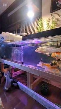 激安㊙️激やせ。錦鯉。増体の餌あげて2週間#アクアリウム #水槽部屋 #koi #金魚