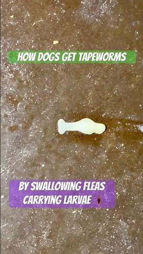 Tapeworms in Dogs Explained & treatment | Real Footage of Tapeworm Segment #tapeworm #doghealth