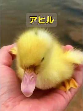 ある女性が散歩中に誤ってアヒルを蹴ってしまったのですが、予想外にアヒルは彼女を責め始めました！ #動物 #共鳴 #animals #特有種 #自然 #癒し