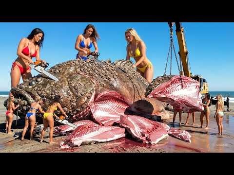 Encountering a 3500KG Giant Grouper – A Deep-Sea Longline Fishing Documentary | Dreamy Meow TV