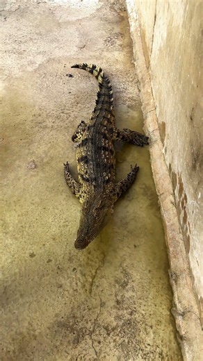 Still waters, wild depths 🐊 #CrocFarm #WildlifeDepths #ReptileVibes