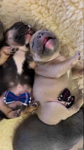 318K views · 8.4K reactions | Yawns are contagious!  #yawning #frenchbulldog #frenchie #frenchbulldogpuppies #sleepypuppy #dogmomlife #doglife #cutepuppies #bigyawn #funnydogs #sillydog | Oklahoma French Bulldogs | Facebook