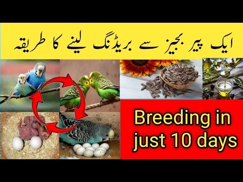 Budgies single cage breeding tips | aik pair budgies se breeding kaise leyn | australian parrots