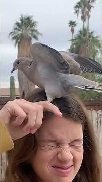Dove Comes To Visit The Family That Rescued Her Every Day | The Dodo
