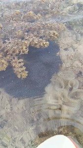 Si Nemo nag pa kita | Ronald Despi Vlog