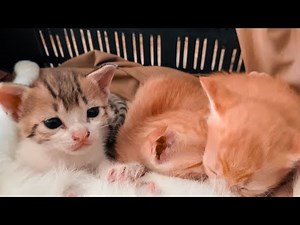 Live parrot movements | Crazy pets tube