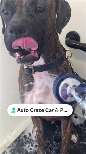 Come to wash your car, why not wash your dog! Complete with towels, ponchos treats, and more, you can wash your dog with ease! Auto Craze locations have a climate-controlled, self-serve pet wash room that's open seven days a week and features two professional, waist-high grooming tubs with easy access ramps. Simply bring your pet and a towel for the ride home, and everything else is provided for you! The pet wash includes warm water, vet-grade shampoos and conditioners, tub disinfectant and prof
