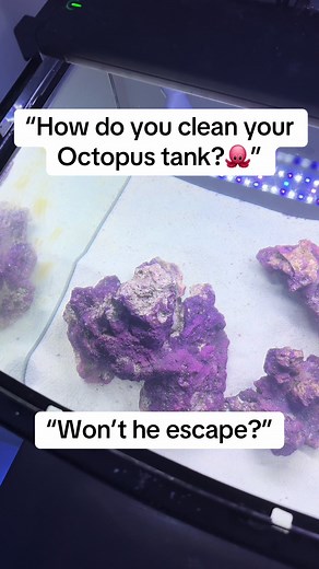 How to Clean an Octopus Tank Effectively