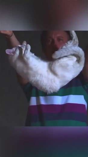 How Cats Break the Laws of Physics 🐈🧬