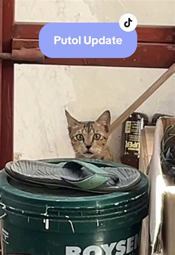 Putol Update: Caring for Stray Cats