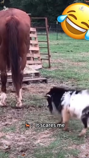 Funny horse | Santafe Farrier Fan