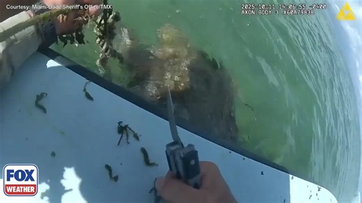 HEROIC RESCUE: Good Samaritans rescued a distressed loggerhead sea turtle 🐢after noticing the animal was stuck in a crab 🦀 trap. | FOX Weather