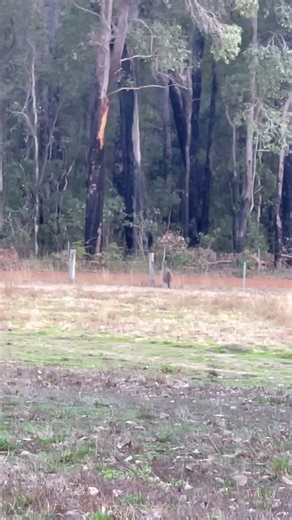 Cute Kangaroo Hopping 🦘#kangaroo#australia #forest