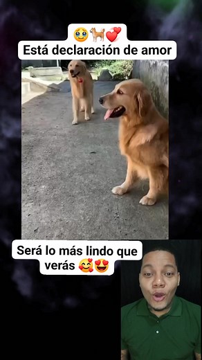 5.6K views · 41K reactions | Wao0o 凉es increíble 勞 este cachorro es todo un poeta enamorado 殺 que opinas??凉 #dog #love #tonybeltre #fbreels #virals | Tony Beltre | Facebook