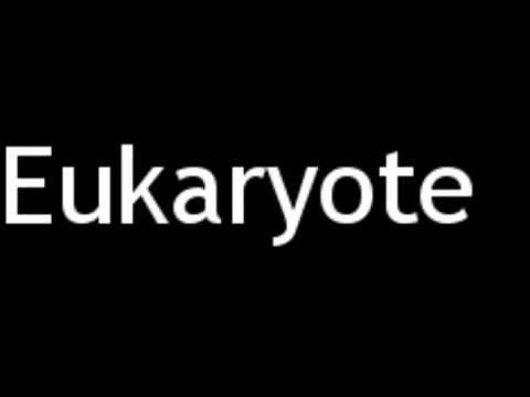 How to Pronounce Eukaryote
