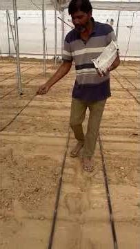 Seed Sowing By Broadcasting of Basil Crop || तुलसी के बीज की बुवाई ब्रॉडकास्टिंग विधि से |