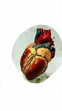 Fluid Therapy- Post Oerative