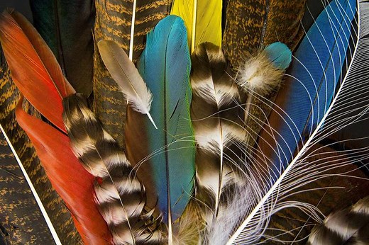 20 Amazing Facts About Feathers