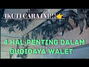 Edukasi Petani Walet,Cara Budidaya Walet Yang Baik & Benar #budidayawalet #petaniwalet