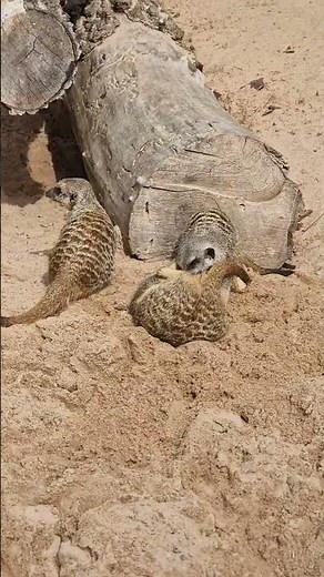 Inside the Wild: Epic Real Life Animal Stories by Animal Planet