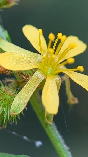 Mobile Macro Photography Tips and Tricks Using Lens - 29 | Indian Macro Lens