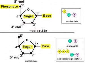 Nucleic Acids