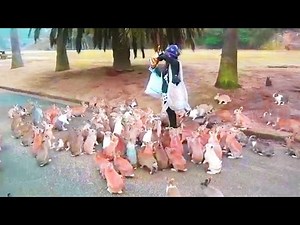 Funny Rabbits 2017 🐰 🐇 Bunnies are AWESOME [Funny Pets]