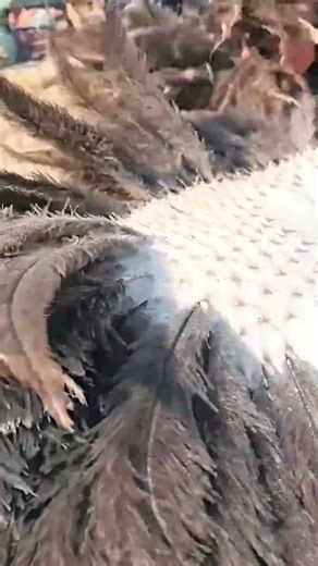 Ostrich Feather Harvesting: The Secret Behind Luxury Leather! #shorts
