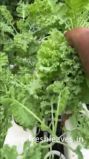 How We Harvest Kale for Maximum Freshness | Smart Farm Hack!