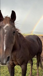 I can’t believe he’s gone.❤️RIP Frisco Bill ❤️