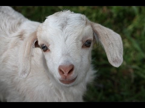 Goat: Animals for Children Kids Videos Kindergarten Preschool Learning Toddlers Sounds Songs Farm