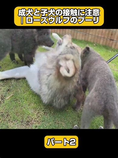 成犬と子犬の接触に注意｜ローズウルフのブーリ