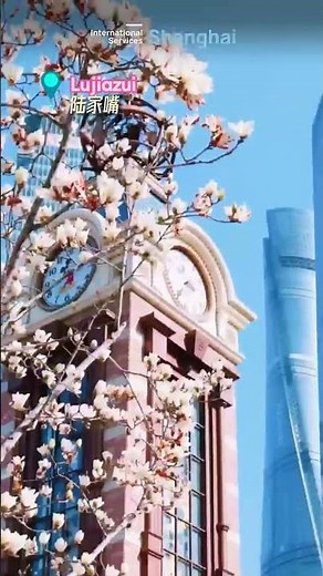 Magnolia blooms: 40 years as Shanghai's city flower