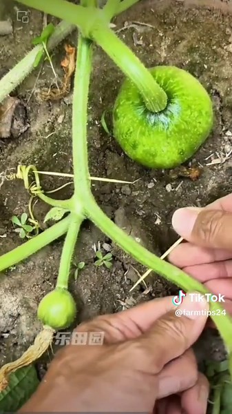 Quick Farming Hacks: Tips for Efficient Planting