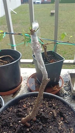 Greffage de cerisier sur merisier